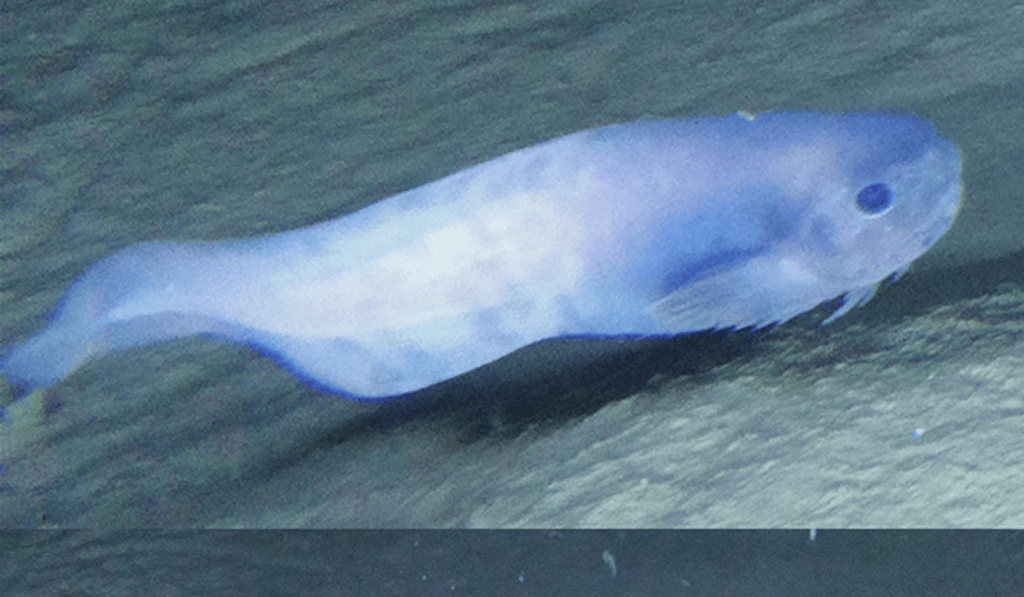 One of three species of Atacama snailfish discovered by Newcastle University researchers. Photo: Newcastle University One of three species of Atacama snailfish discovered by Newcastle University researchers. Photo: Newcastle University