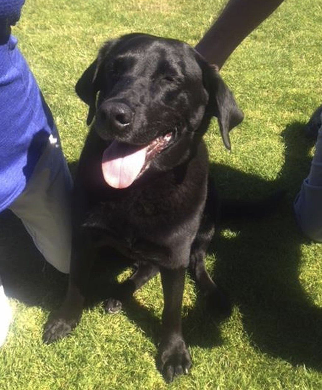 This undated photo provided by Lisa Christon shows Lucy the Labrador, supposedly shot dead by Oregon man Josh Horner, but discovered very much alive and uninjured. Photo: Lisa Christon via AP This undated photo provided by Lisa Christon shows Lucy the Labrador, supposedly shot dead by Oregon man Josh Horner, but discovered very much alive and uninjured. Photo: Lisa Christon via AP