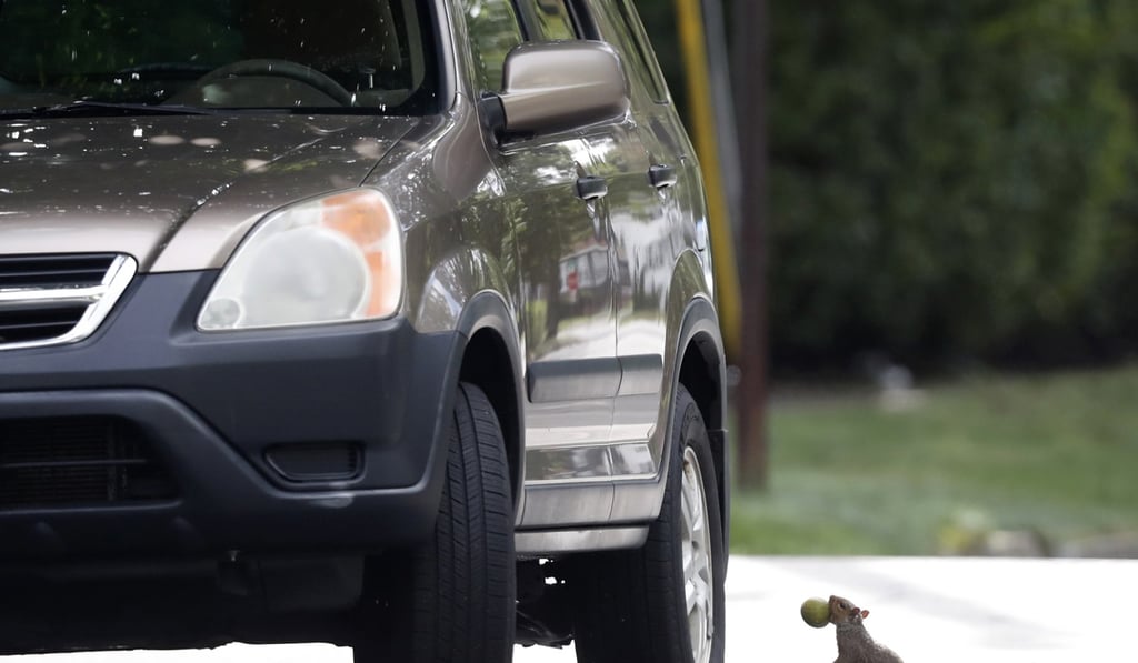 A squirrel pauses before jumping onto a tire of a parked car to eat a walnut in Portland, Maine. A booming squirrel populations has forced drivers in parts off New England to dodge the small rodents as they dart across streets. Photo: AP