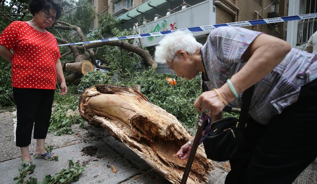 The camphor tree is a species valued for its wood and fragrance. Photo: Sam Tsang