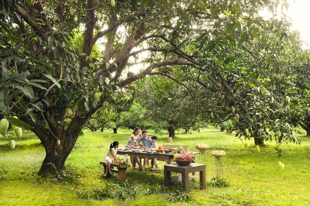 Mango picking, one of the diverse activities organised by the Peninsula Academy, Peninsula Hotels’ curated experiences wing