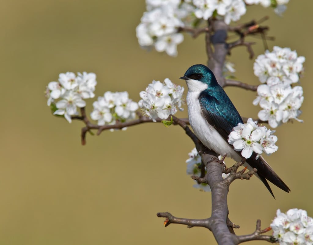 A migratory tree swallow rests among Bradford pear blossoms. Picture: Alamy