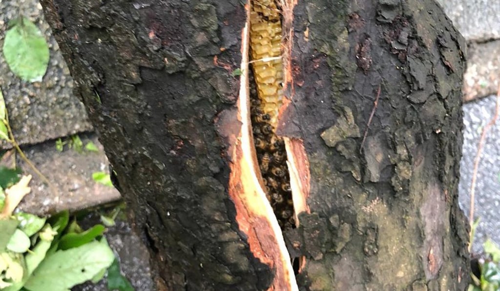 A photo of bees in a tree trunk was circulated online. Photo: Facebook A photo of bees in a tree trunk was circulated online. Photo: Facebook