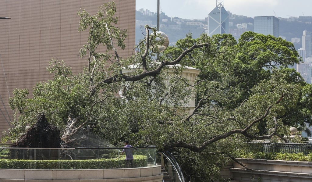 The tree had stood at the former marine police headquarters for more than 100 years. Photo: Xiaomei Chen