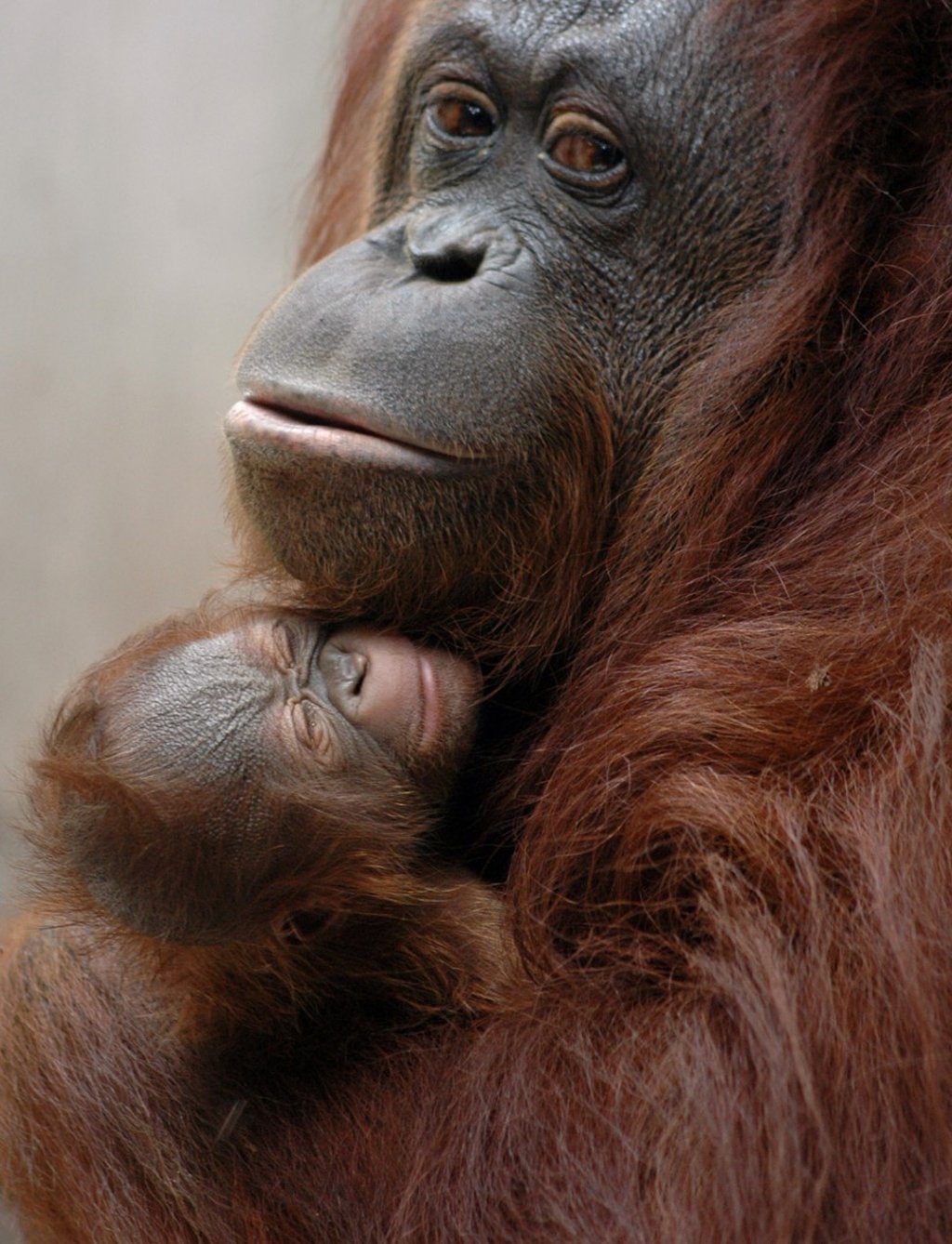 An orangutan with her baby in Yogyakarta, Indonesia. Deforestation is putting the endangered species at risk in Indonesia, the world’s biggest palm oil-producing nation. Photo: AP
