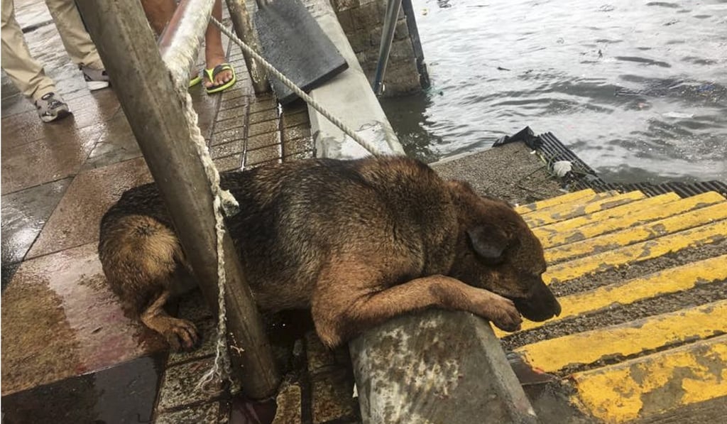 The dog was eventually rescued and brought back to shore. Source: Hong Kong Animal Post
