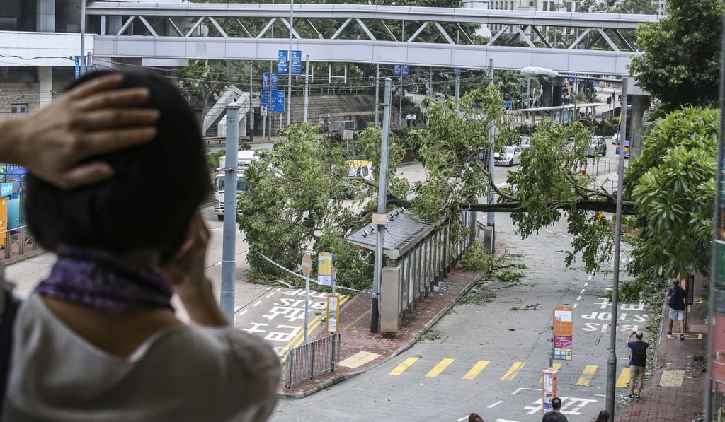 A broken tree, felled by the typhoon. Photo: Felix Wong