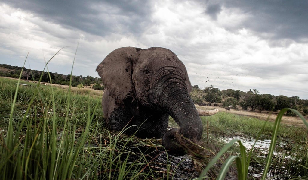 An elephant splashes at sunset in the waters of the Chobe river in Botswana Chobe National Park, in the north eastern of the country, in this 2015 file photo. Photo: Agence France-Presse