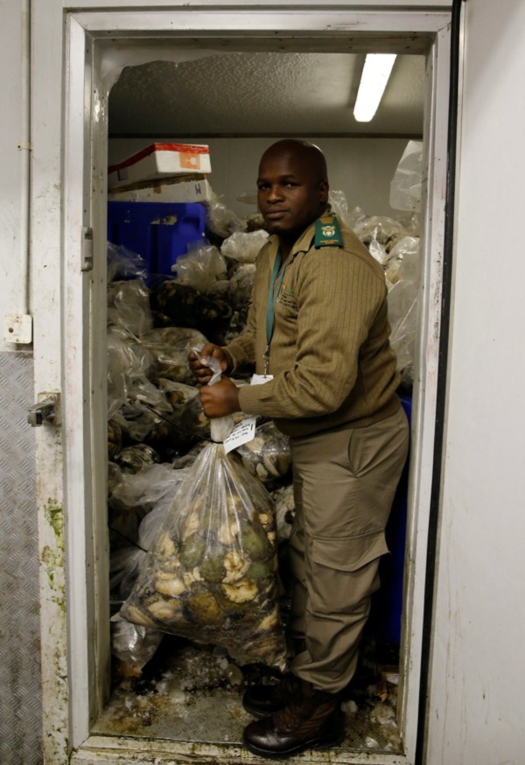 A conservation official holds a bag of abalone confiscated in Cape Town, South Africa in 2014. Photo: Reuters