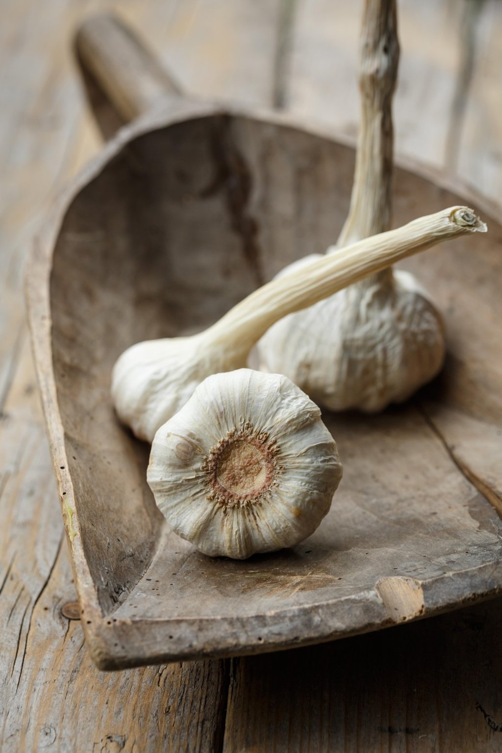 You should store garlic at room temperature in an open container. Photo: Alamy