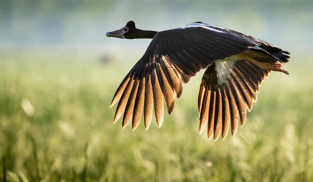 The natural surroundings are a haven for magpie geese and other waterbirds. Picture: Richard Anson The natural surroundings are a haven for magpie geese and other waterbirds. Picture: Richard Anson