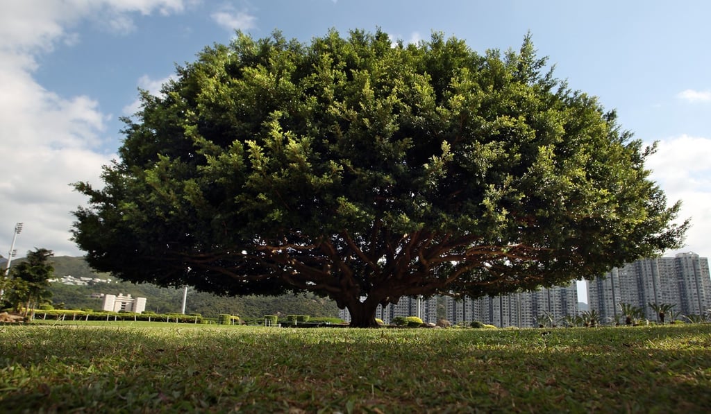 The tree, as it was, before the storm hit Hong Kong. Photo: David Wong