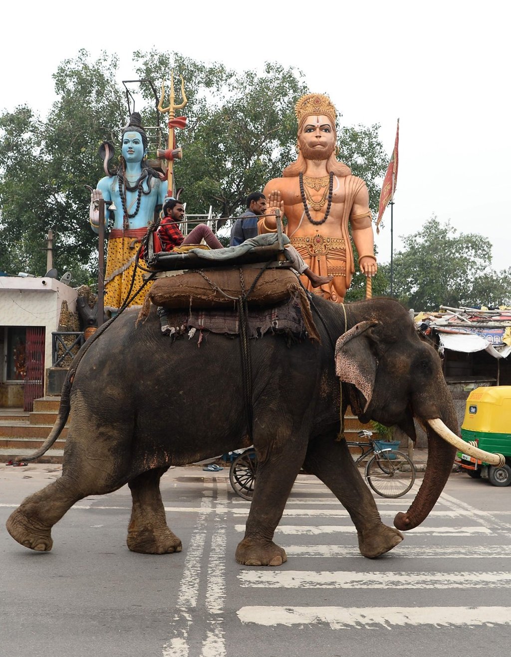 Authorities are planning to move New Delhi’s last elephants out of the city following pressure from animal rights activists. Photo: AFP Authorities are planning to move New Delhi’s last elephants out of the city following pressure from animal rights activists. Photo: AFP