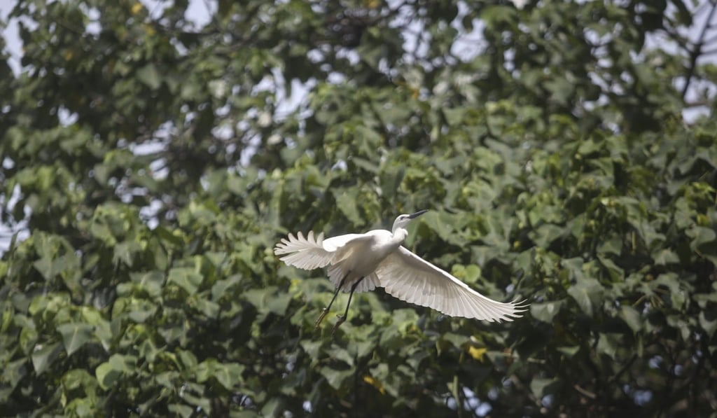 An egret flying in Tai Po. Photo: Sam Tsang An egret flying in Tai Po. Photo: Sam Tsang