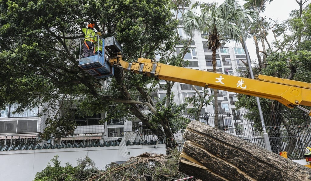 More than 17,000 trees in Hong Kong were toppled in the monster storm. Photo: K.Y. Cheng
