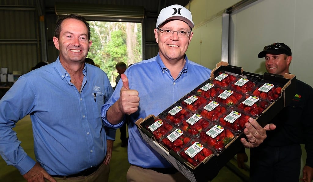 Australian Prime Minister Scott Morrison and Liberal MP Andrew Wallace at the Ashbern strawberry farm on the Sunshine Coast, Queensland on September 27, 2018. Photo: EPA