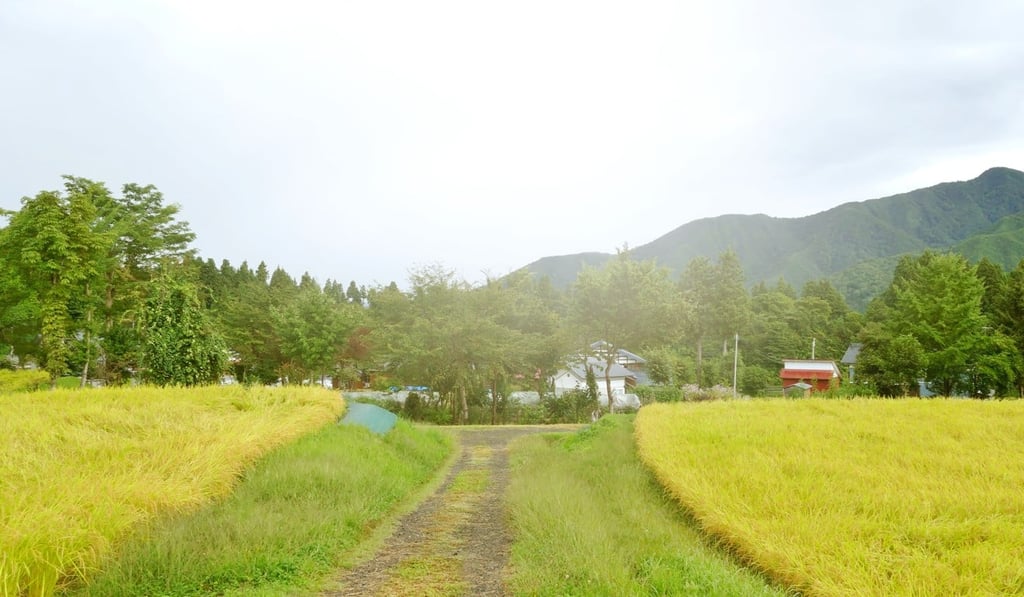 Rice fields around the village of Uonuma.