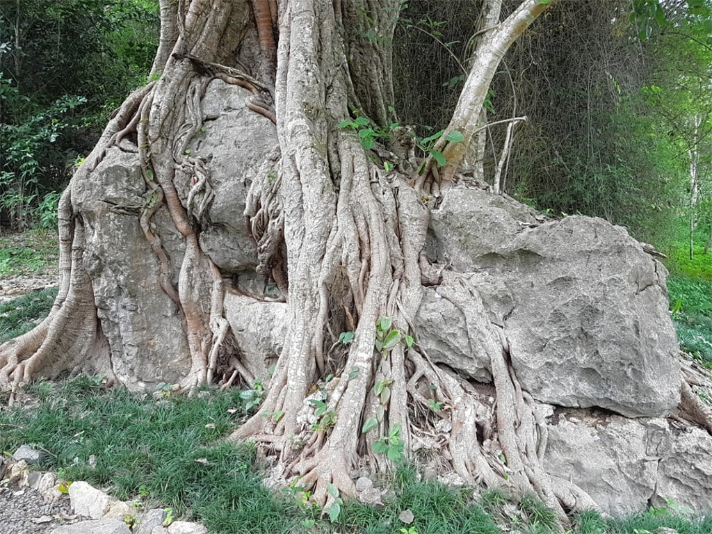 One of the myriad specimens of tree at Pha Tad Ke Botanical Garden shows its gnarled and rocky roots.