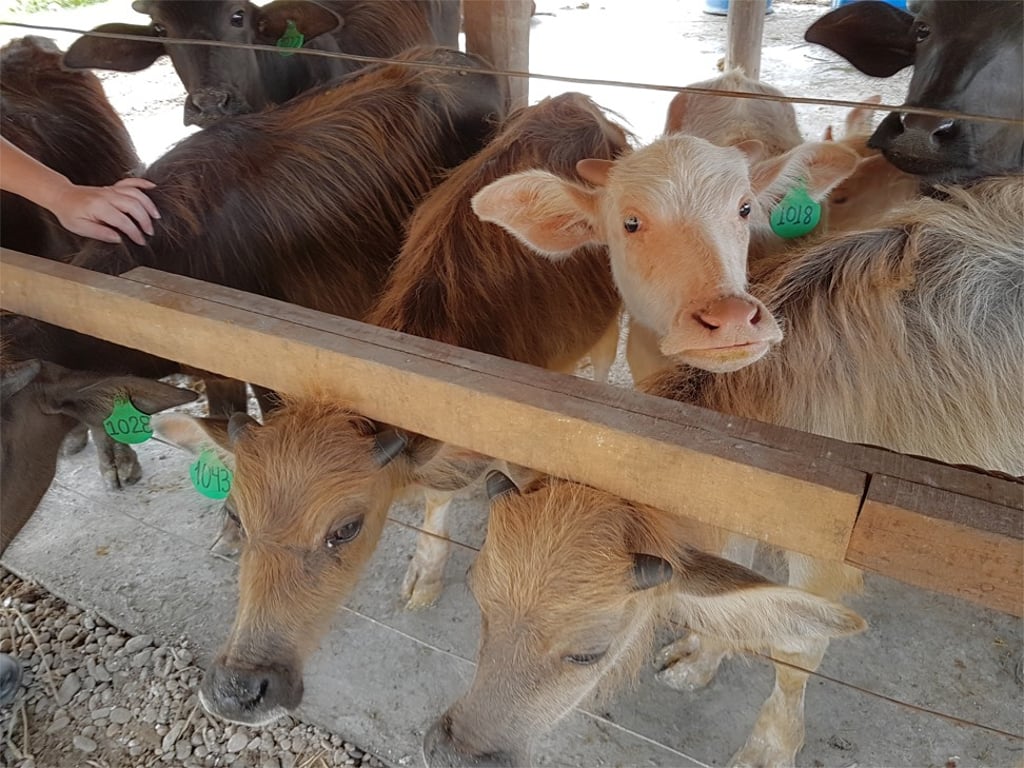Calves hungry for milk can be seen at the Laos Buffalo Dairy.