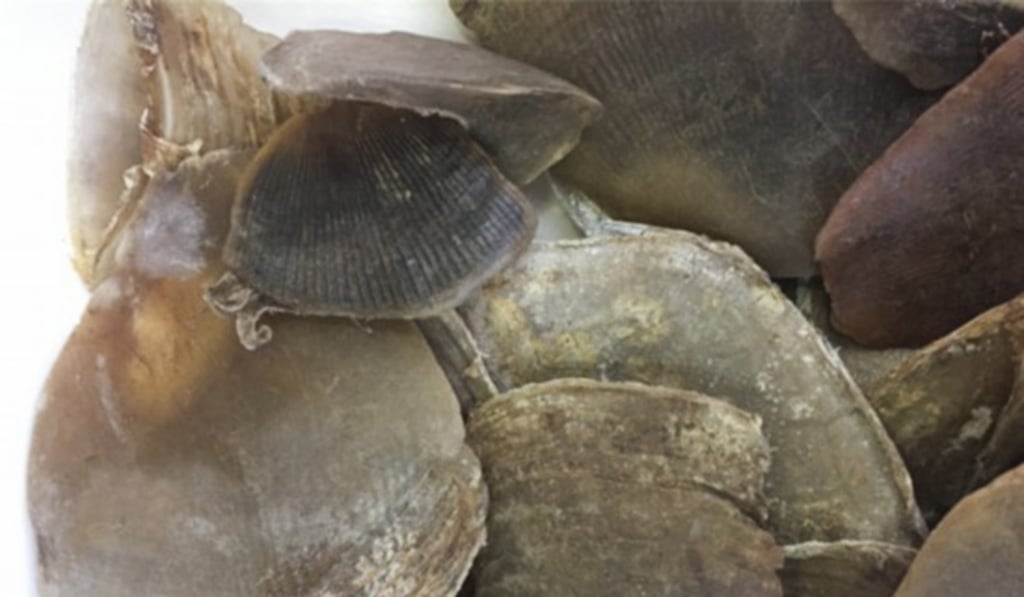 The pangolin scales seized by customs officers in Guangzhou represented an estimated 15,000 animals. Photo: People.com.cn