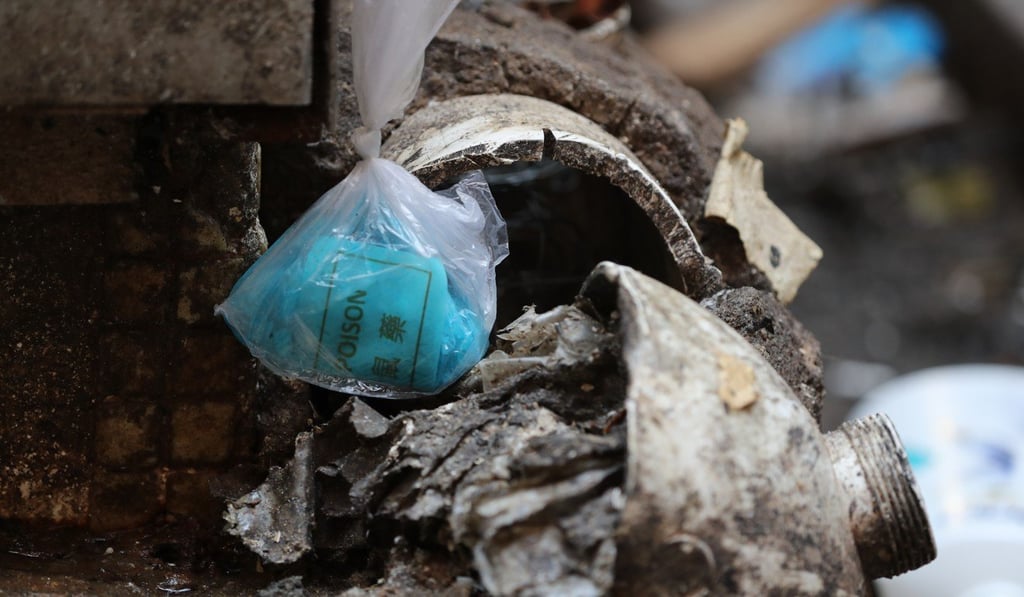 Rat poison placed in plastic bags on Pei Ho Street, in Sham Shui Po. Photo: Edward Wong