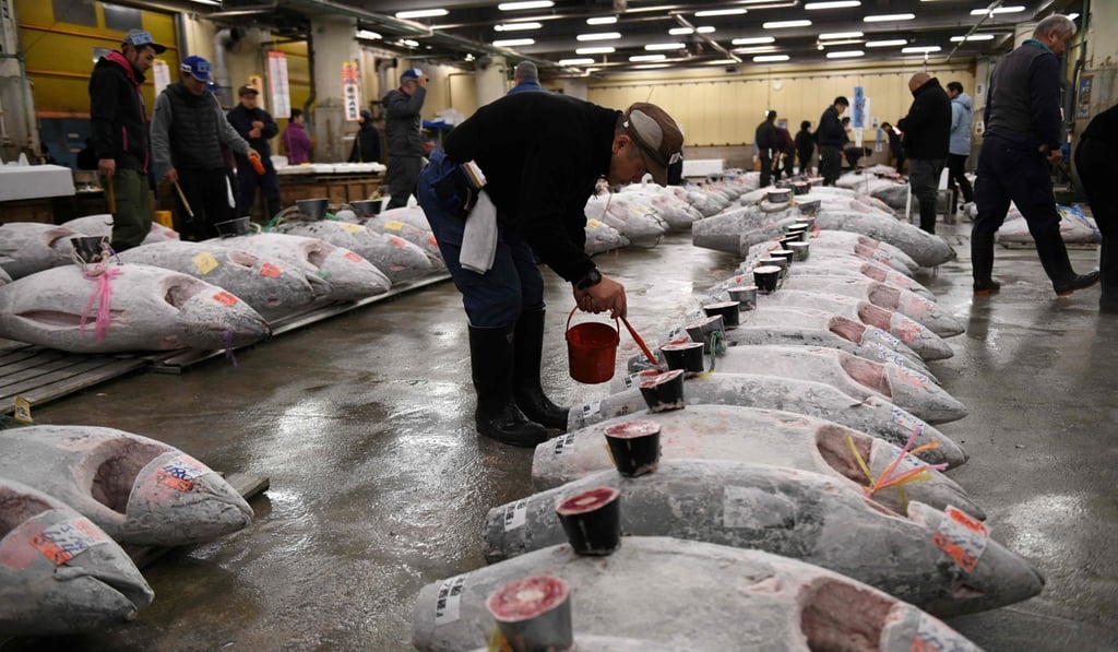 Frozen tuna lined up in rows ahead of the new year's first auction at the Tsukiji fish market. Photo: AFP Frozen tuna lined up in rows ahead of the new year's first auction at the Tsukiji fish market. Photo: AFP