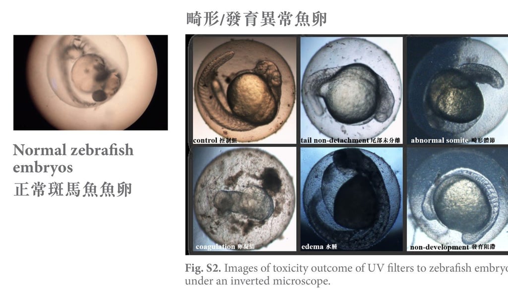 Baptist University slides show images recording the toxicity outcome of UV filters to zebrafish embryo under an inverted microscope. Photo: Handout