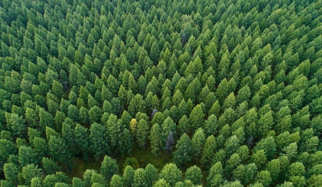 Species-rich forests captured an average of 32 tonnes of carbon per hectare – far more than the 12 tonnes average for those with one species. Photo: Shutterstock Species-rich forests captured an average of 32 tonnes of carbon per hectare – far more than the 12 tonnes average for those with one species. Photo: Shutterstock