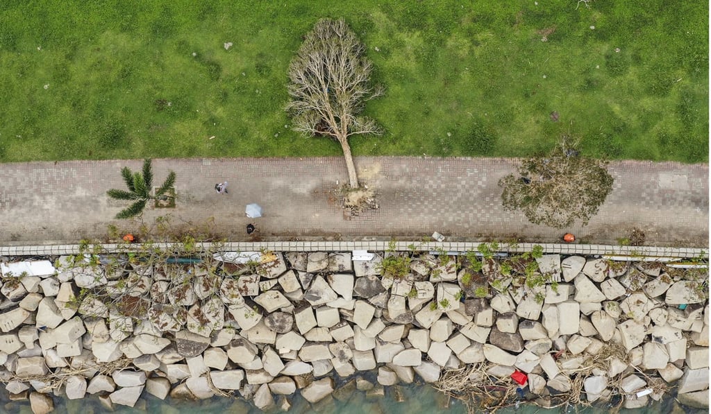 Mangkhut knocked down trees in their thousands. Photo: Winson Wong Mangkhut knocked down trees in their thousands. Photo: Winson Wong