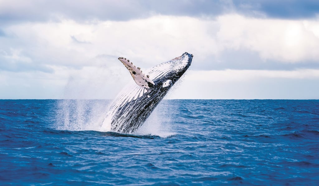 A humpback whale jumping out of the water in Australia. Photo: Shutterstock A humpback whale jumping out of the water in Australia. Photo: Shutterstock