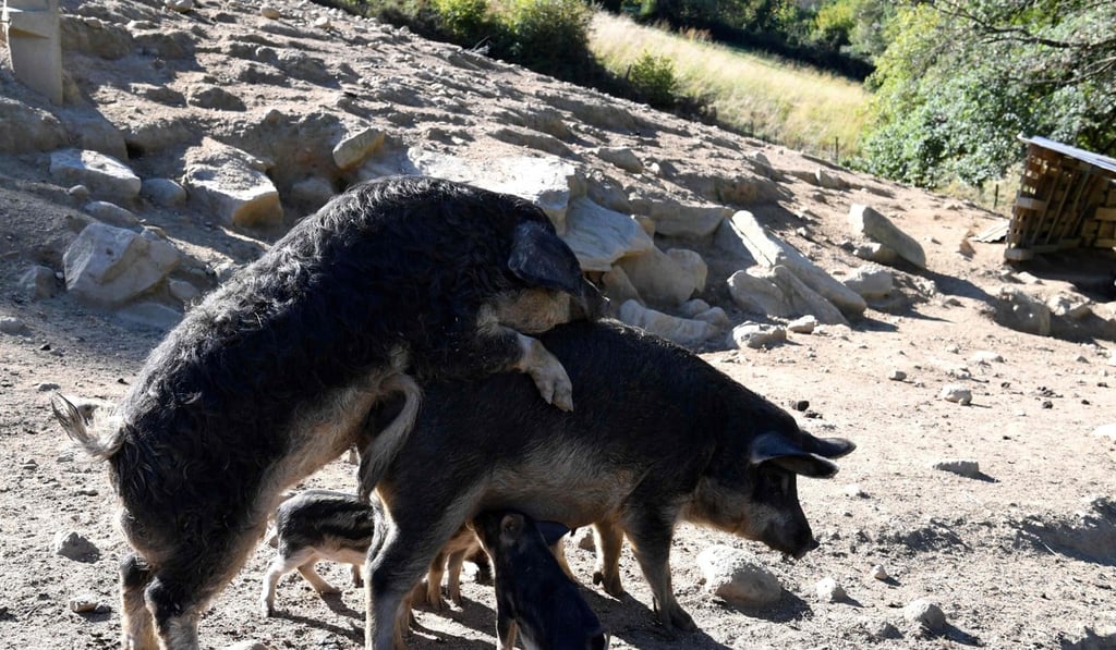 With fewer chromosomes than more popular breeds, Mangalica pigs have bigger stores of fat rich in Omega 3. Photo: AFP