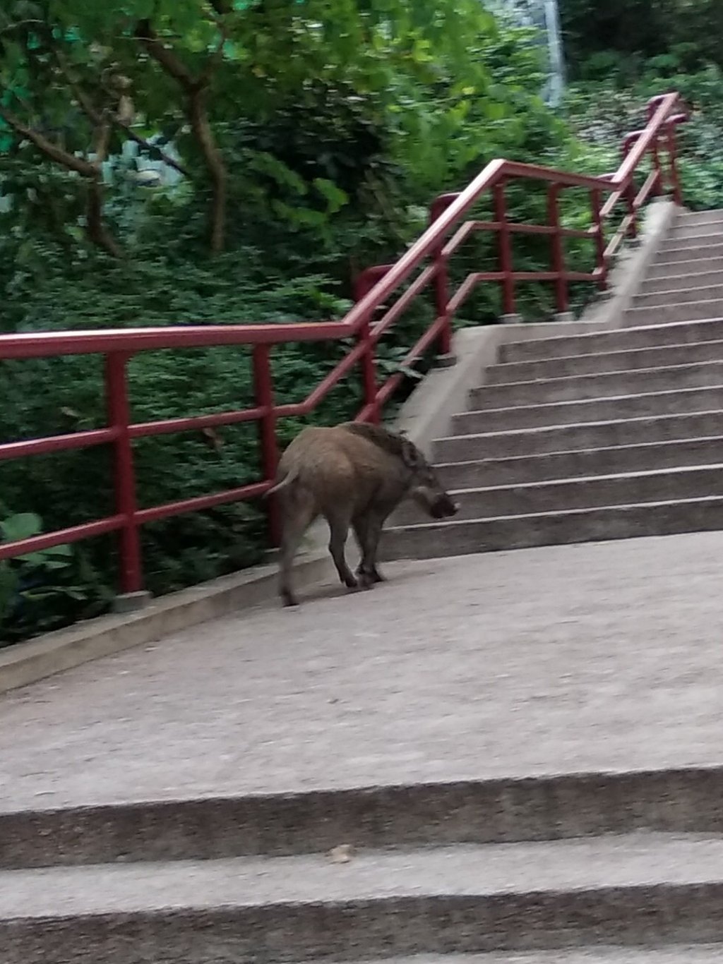 A resident took a photo of the boar. Photo: Handout A resident took a photo of the boar. Photo: Handout