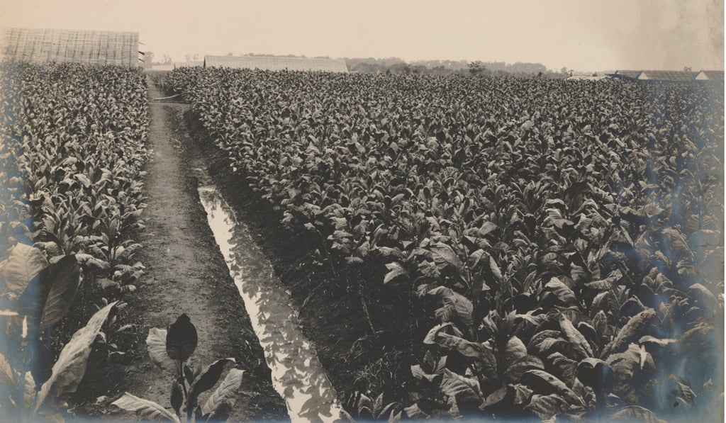 Medan tobacco fields belonging to the tobacco plantation Tanjung Morawa near Batang Kuwis in Deli, circa 1903. Photo: Alamy