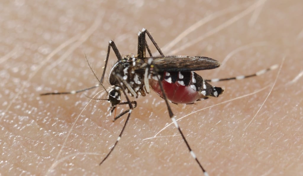 Dengue fever is transmitted by the Aedes mosquito when it bites a person. Photo: Corbis