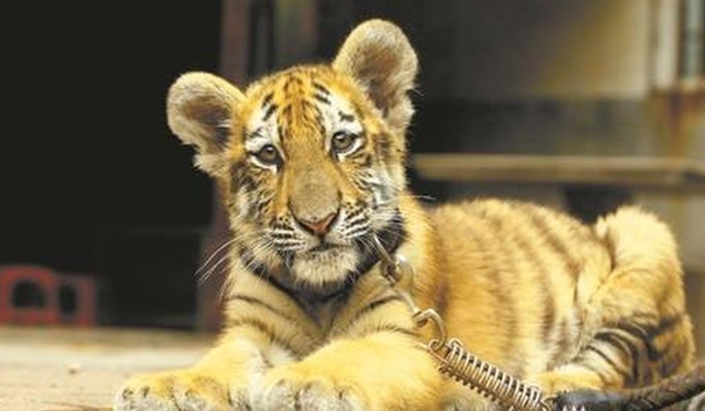 Huniu the tiger is allowed out of its cage until its teeth start to harden. Photo: qzwb.com