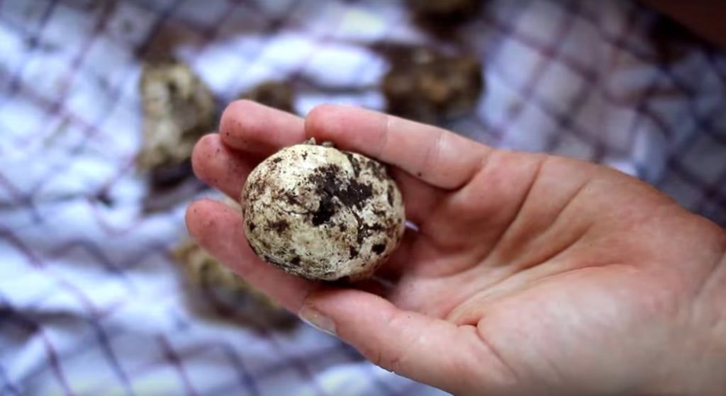 The honey truffle starts off with a gentle, almost nutty flavour profile, and has a deep, honey-like finish.