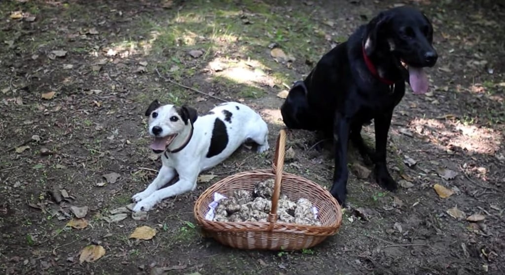 Honey truffles from Hungary are harvested between August and November.