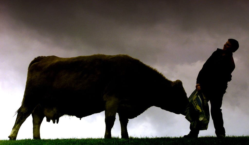Scottish farmer James McAdam feeds one of his beef cattle near Helensburgh in Scotland in November 23, 1998. Photo: Reuters