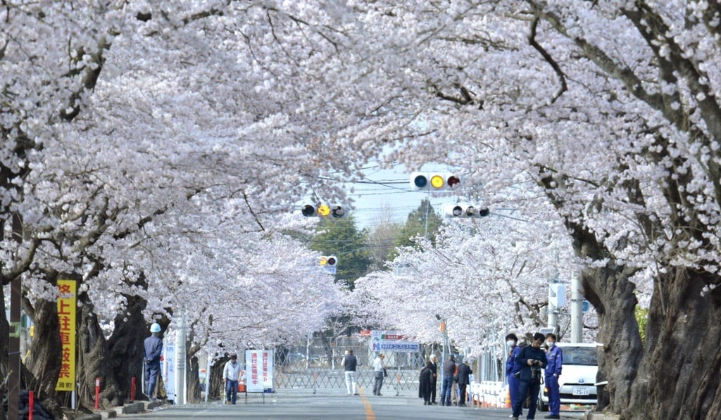 Experts said the flowers’ surprise appearance was probably linked to extreme weather events in Japan in recent weeks. Photo: Kyodo