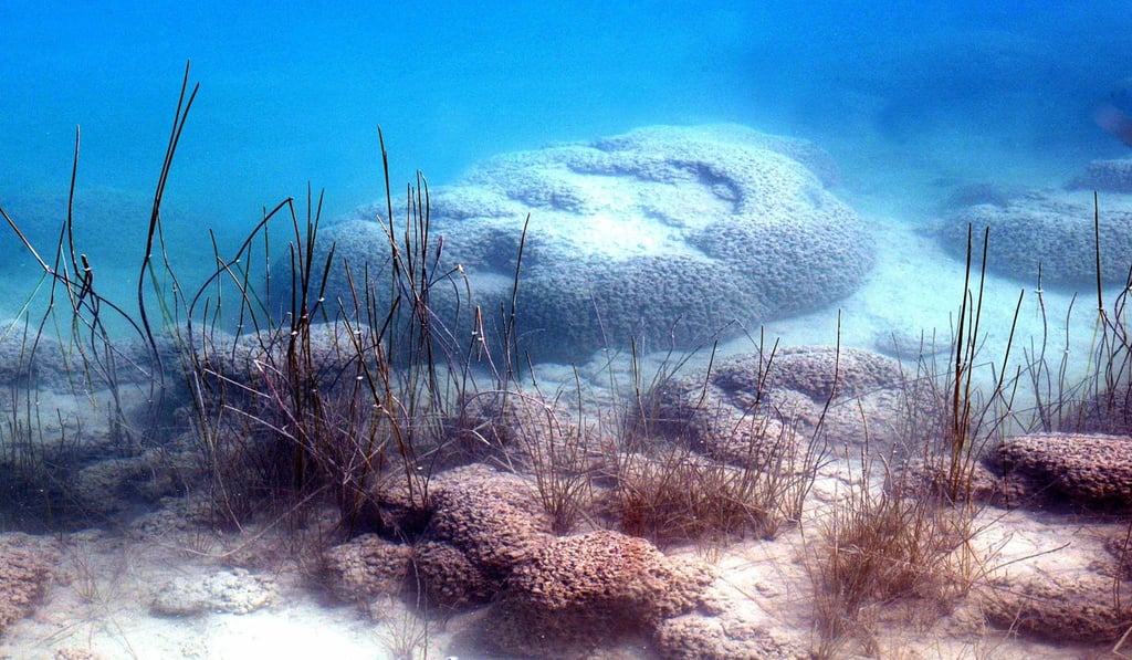 Coral-like formations called stromatolites in the Poza Azul lake at Cuatro Cienegas in Mexico. Photo: Reuters