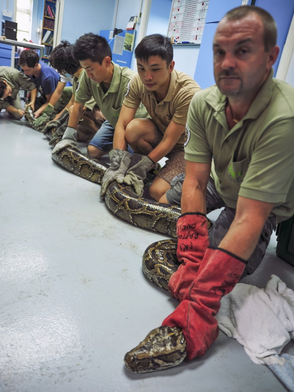 Paul Crow and colleagues hold a captured Burmese python. Photo: SCMP