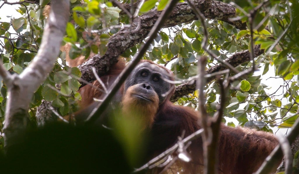 A Tapanuli orangutan in the Batang Toru rainforest, its only known habitat, on Sumatra island. Photo: AFP