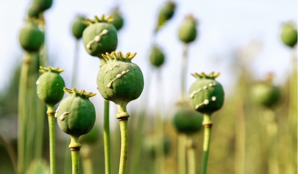 Poppy heads, with drops of opium milk, which were in the centre of Asia's geopolitics in the 20th century. Photo: Shutterstock