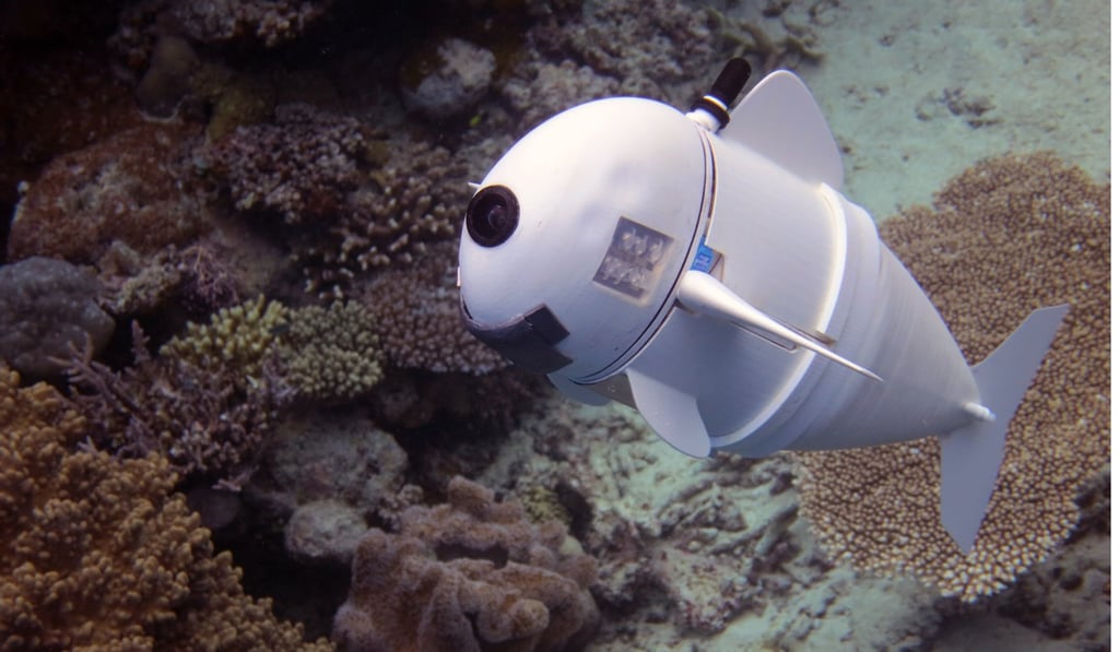 Scientists believe that the robotic fish, SoFi – currently used to collect data of aquatic life by swimming alongside real fish – could evolve into different versions as pets for home aquariums. Photo: Robert Katzschmann