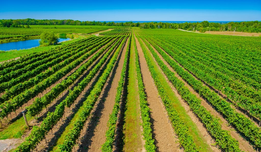 Agricultural practices in producing conventional, organic and biodynamic wines are very different. Agricultural practices in producing conventional, organic and biodynamic wines are very different.