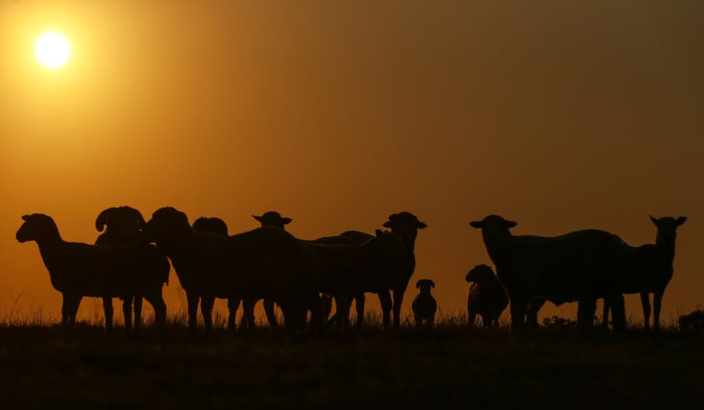 Sheep graze on a farm at sunset. Photo: Bloomberg Sheep graze on a farm at sunset. Photo: Bloomberg