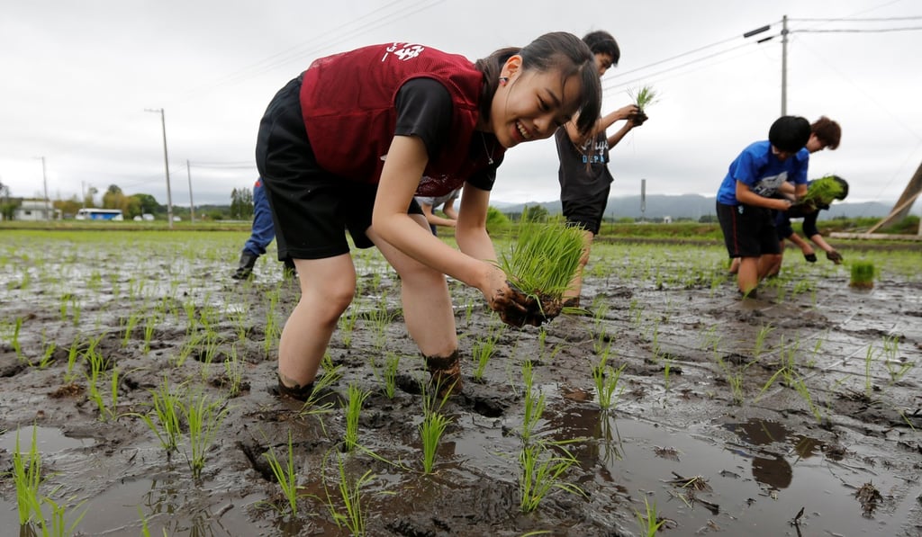 Tourists from Tokyo's universities plant rice seedlings in a paddy field, near the crippled nuclear power plant, in May. Photo: Reuters
