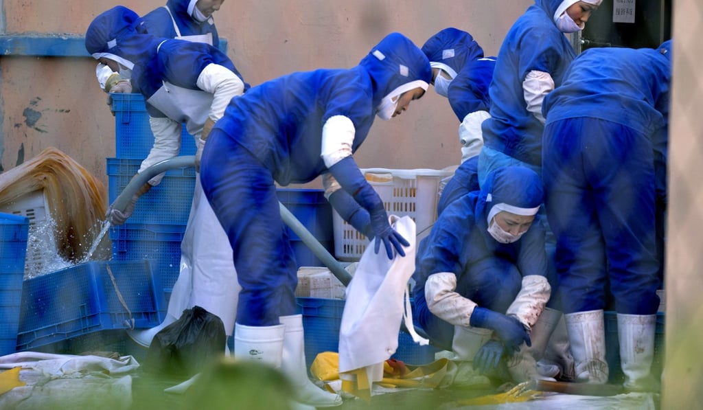 North Korean workers are distinguished from Chinese workers by blue overalls at a seafood plant in Hunchun. Photo: AP