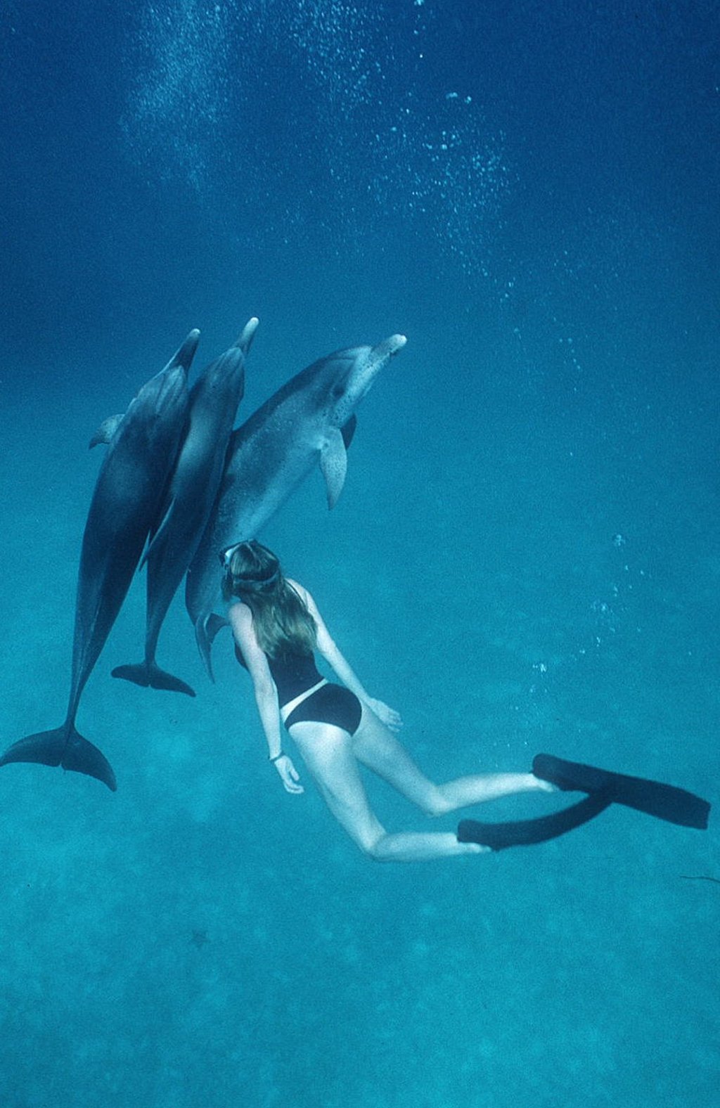 Alexandra Cousteau, granddaughter of legendary French explorer Jacques-Yves Cousteau, encounters spotted dolphins off the coast of Bermuda, in this file photo. Photo: Agence France-Presse