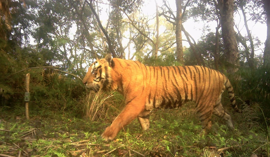 Thousands of camera traps have helped conservationists track Nepal’s wild tiger population. Photo: AFP Thousands of camera traps have helped conservationists track Nepal’s wild tiger population. Photo: AFP